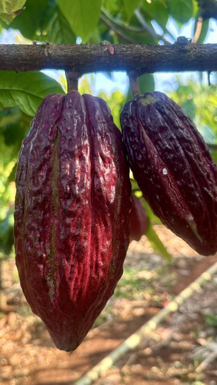 ผลิตภัณฑ์โกโก้แปรรูป