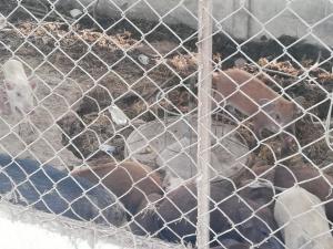 1. ลงพื้นที่ตำบลนิคมทุ่งโพธิ์ทะเล อ.เมืองกำแพงเพชร จ.กำแพงเพชร วันที่ 18 มกราคม 2562 ณ ศาลาเอนกประสงค์ชุมชนบ้านใหม่ศรีอุบล หมู่ที่ 8 ต.นิคมทุ่งโพธิ์ทะเล อ.เมืองกำแพงเพชร จ.กำแพงเพชร