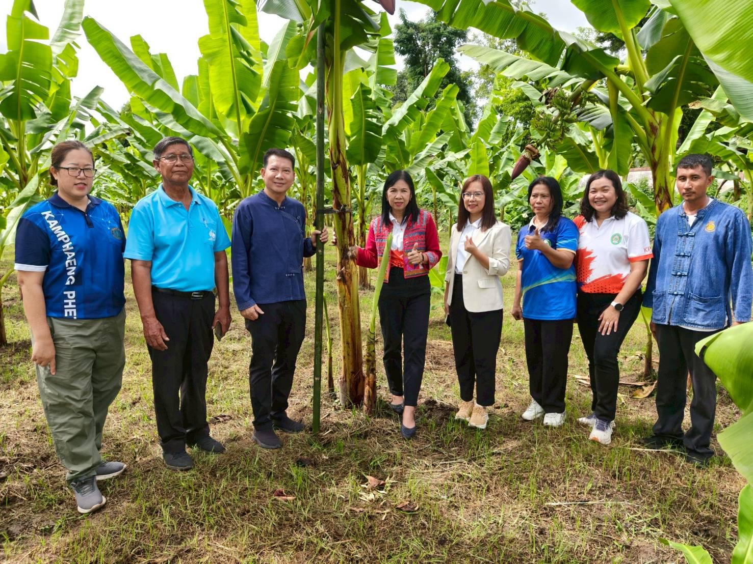 ชวนชิม ชวนช้อป กล้วยไข่ GI ของดีเมืองกำแพงเพชร ณ วิสาหกิจชุมชนเกษตรกล้วยไข่ ตำบลท่าพุทรา อำเภอคลองขลุง จังหวัดกำแพงเพชร วันที่ 15 สิงหาคม 2568
