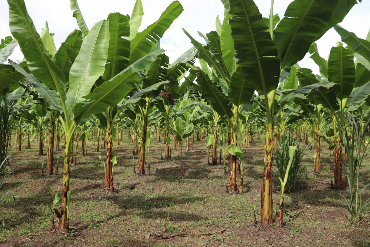 3. ชวนชิม ชวนช้อป กล้วยไข่ GI ของดีเมืองกำแพงเพชร ณ วิสาหกิจชุมชนเกษตรกล้วยไข่ ตำบลท่าพุทรา อำเภอคลองขลุง จังหวัดกำแพงเพชร วันที่ 15 สิงหาคม 2568