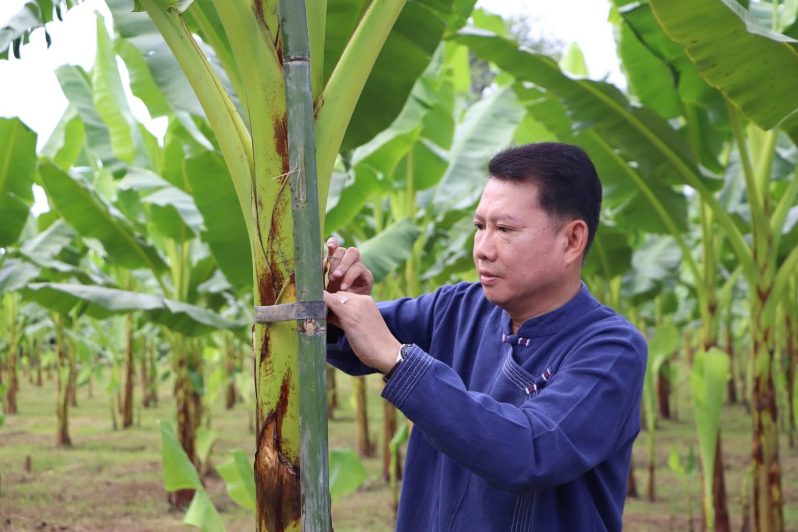 4. ชวนชิม ชวนช้อป กล้วยไข่ GI ของดีเมืองกำแพงเพชร ณ วิสาหกิจชุมชนเกษตรกล้วยไข่ ตำบลท่าพุทรา อำเภอคลองขลุง จังหวัดกำแพงเพชร วันที่ 15 สิงหาคม 2568