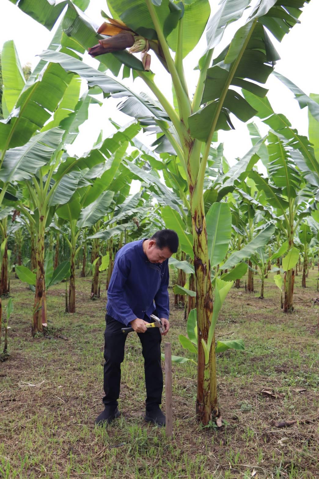 2. ชวนชิม ชวนช้อป กล้วยไข่ GI ของดีเมืองกำแพงเพชร ณ วิสาหกิจชุมชนเกษตรกล้วยไข่ ตำบลท่าพุทรา อำเภอคลองขลุง จังหวัดกำแพงเพชร วันที่ 15 สิงหาคม 2568