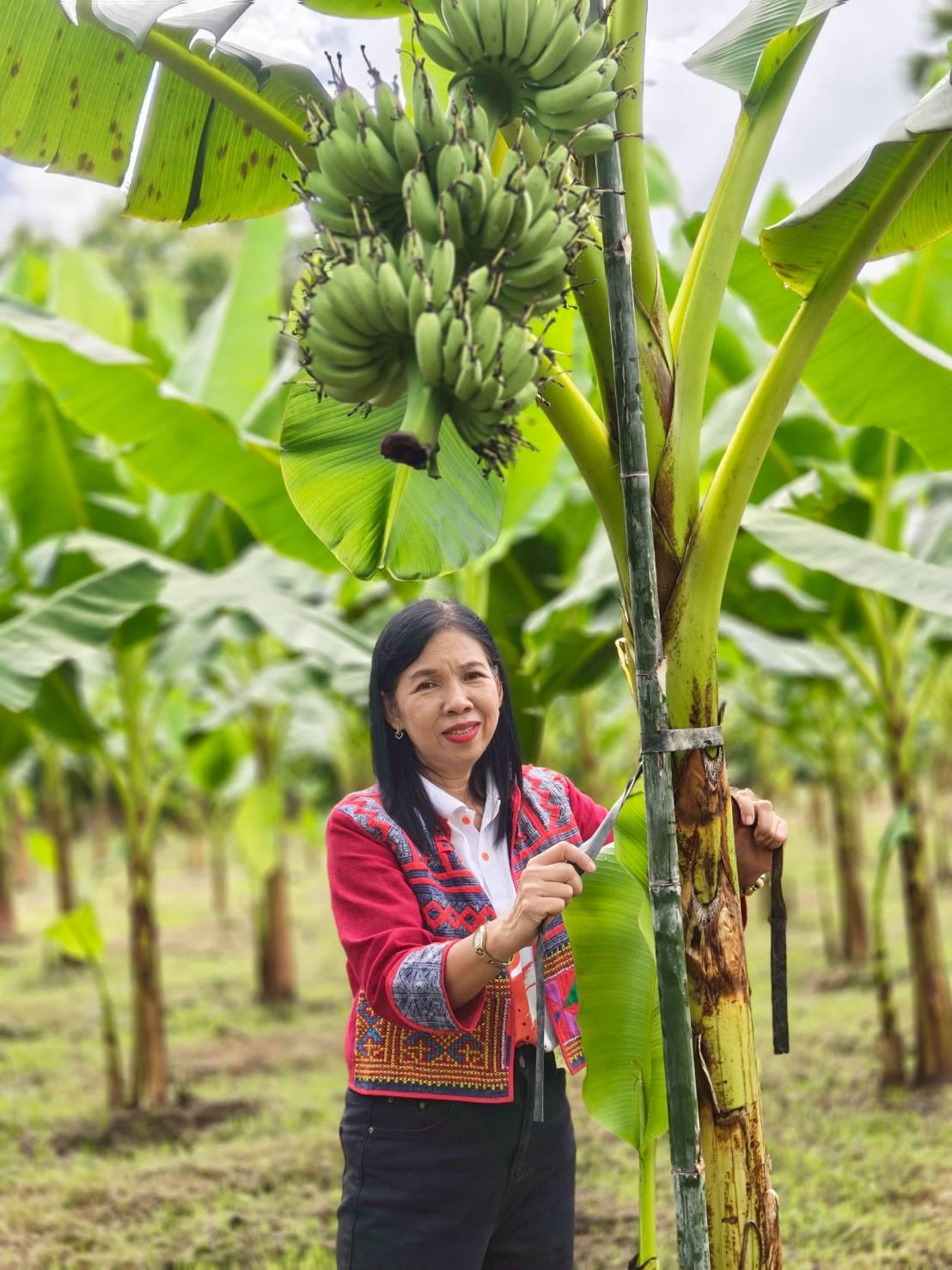 5. ชวนชิม ชวนช้อป กล้วยไข่ GI ของดีเมืองกำแพงเพชร ณ วิสาหกิจชุมชนเกษตรกล้วยไข่ ตำบลท่าพุทรา อำเภอคลองขลุง จังหวัดกำแพงเพชร วันที่ 15 สิงหาคม 2568