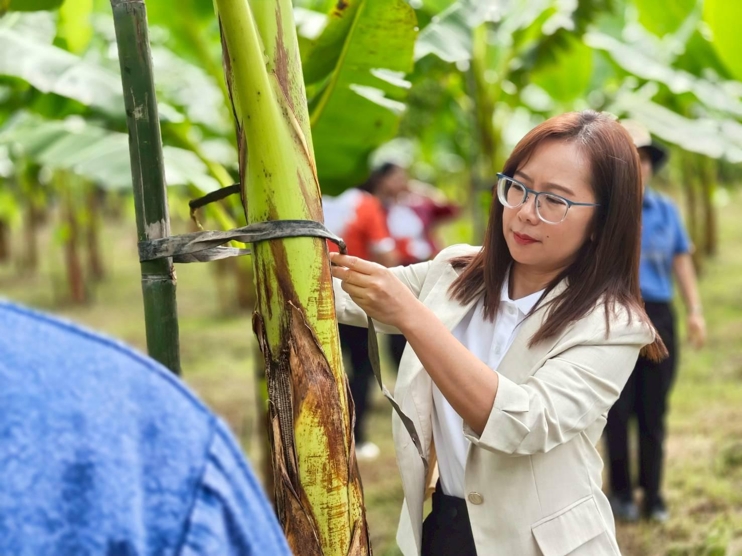 6. ชวนชิม ชวนช้อป กล้วยไข่ GI ของดีเมืองกำแพงเพชร ณ วิสาหกิจชุมชนเกษตรกล้วยไข่ ตำบลท่าพุทรา อำเภอคลองขลุง จังหวัดกำแพงเพชร วันที่ 15 สิงหาคม 2568