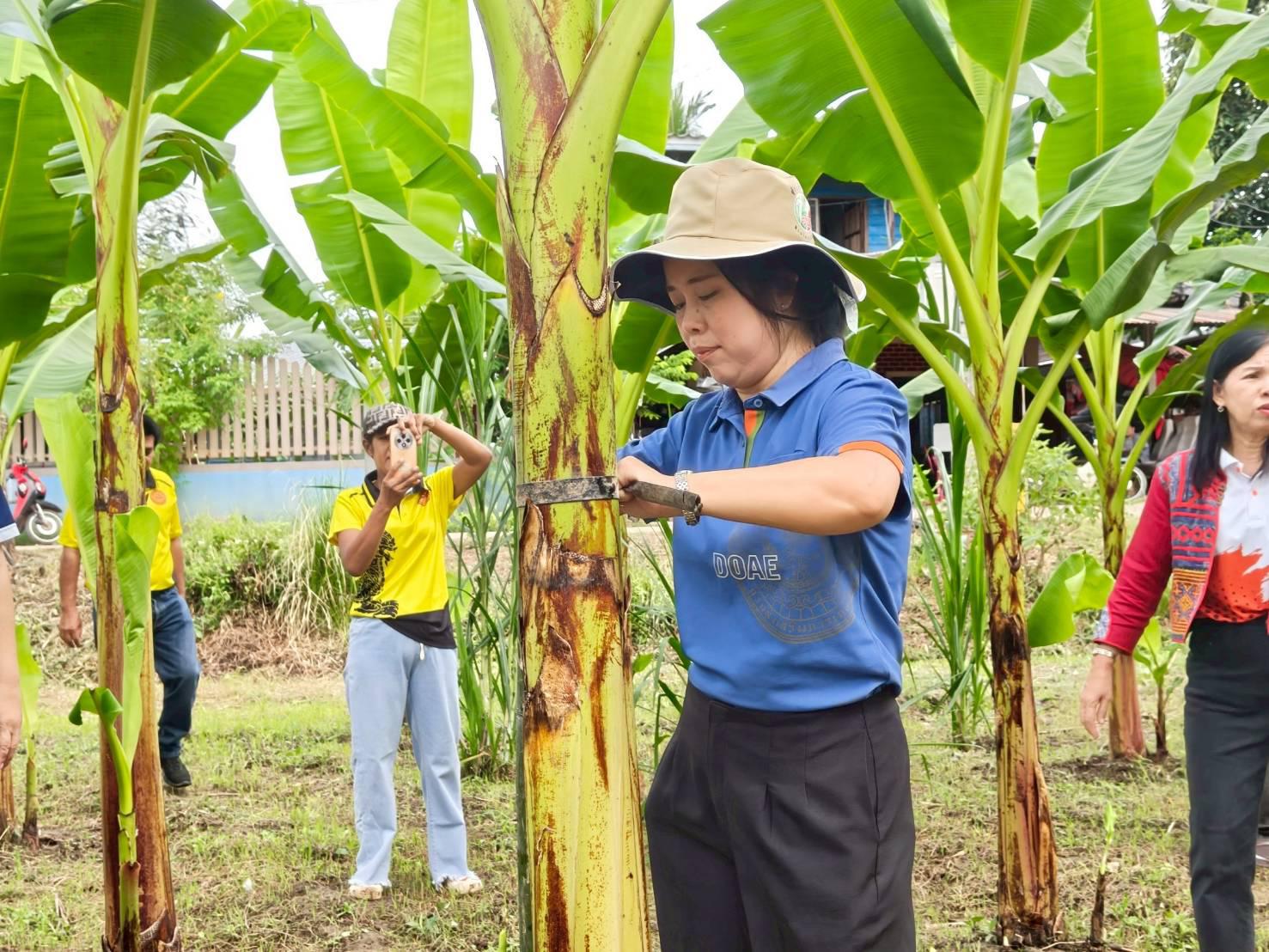 7. ชวนชิม ชวนช้อป กล้วยไข่ GI ของดีเมืองกำแพงเพชร ณ วิสาหกิจชุมชนเกษตรกล้วยไข่ ตำบลท่าพุทรา อำเภอคลองขลุง จังหวัดกำแพงเพชร วันที่ 15 สิงหาคม 2568
