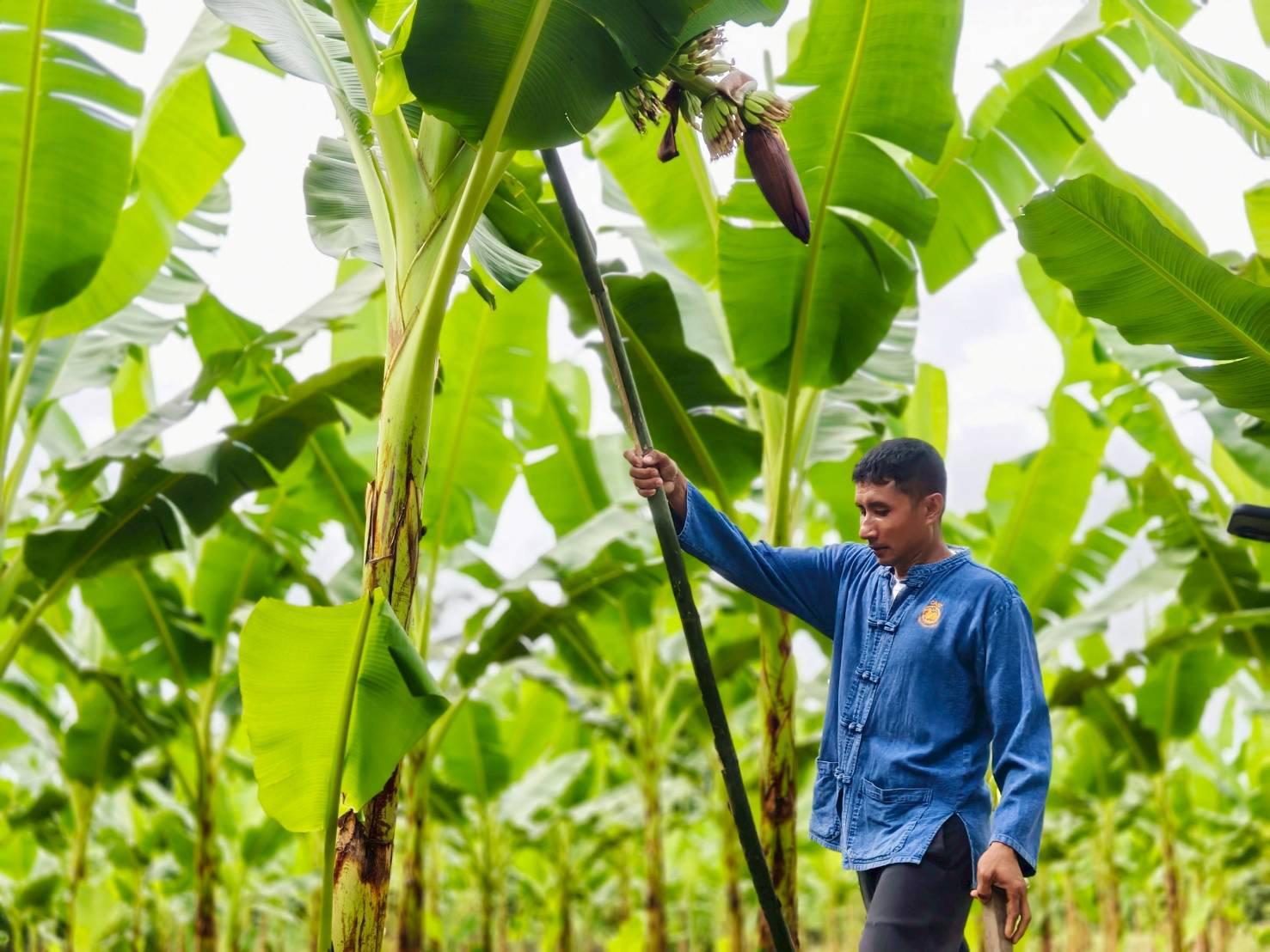 8. ชวนชิม ชวนช้อป กล้วยไข่ GI ของดีเมืองกำแพงเพชร ณ วิสาหกิจชุมชนเกษตรกล้วยไข่ ตำบลท่าพุทรา อำเภอคลองขลุง จังหวัดกำแพงเพชร วันที่ 15 สิงหาคม 2568