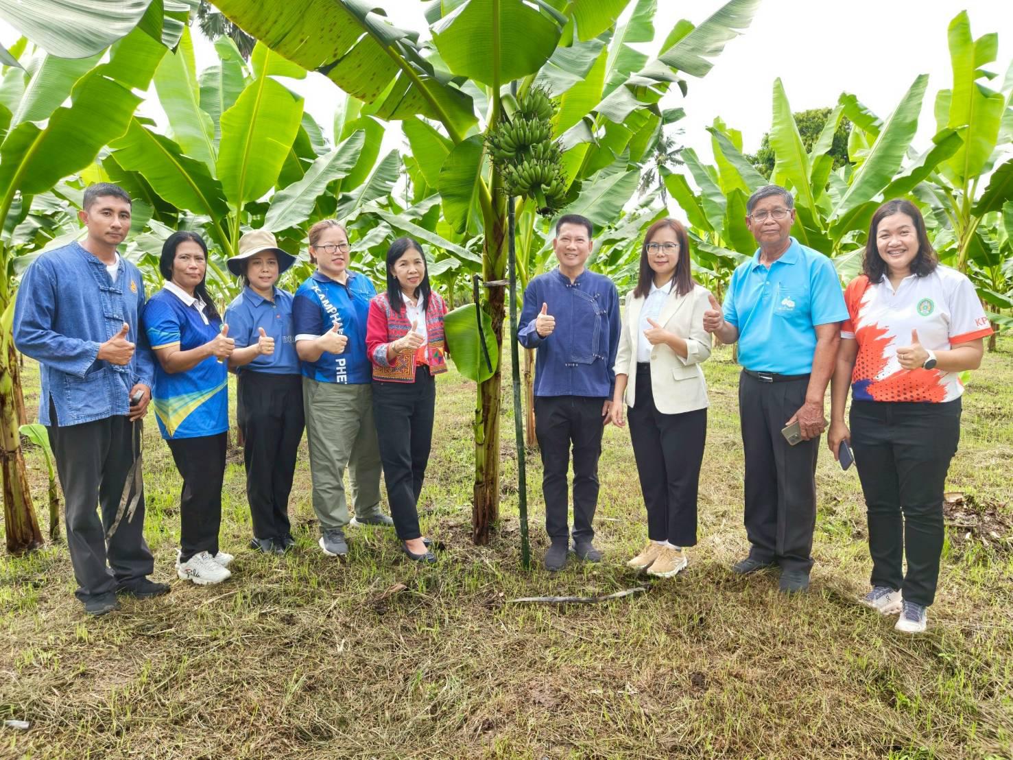 9. ชวนชิม ชวนช้อป กล้วยไข่ GI ของดีเมืองกำแพงเพชร ณ วิสาหกิจชุมชนเกษตรกล้วยไข่ ตำบลท่าพุทรา อำเภอคลองขลุง จังหวัดกำแพงเพชร วันที่ 15 สิงหาคม 2568