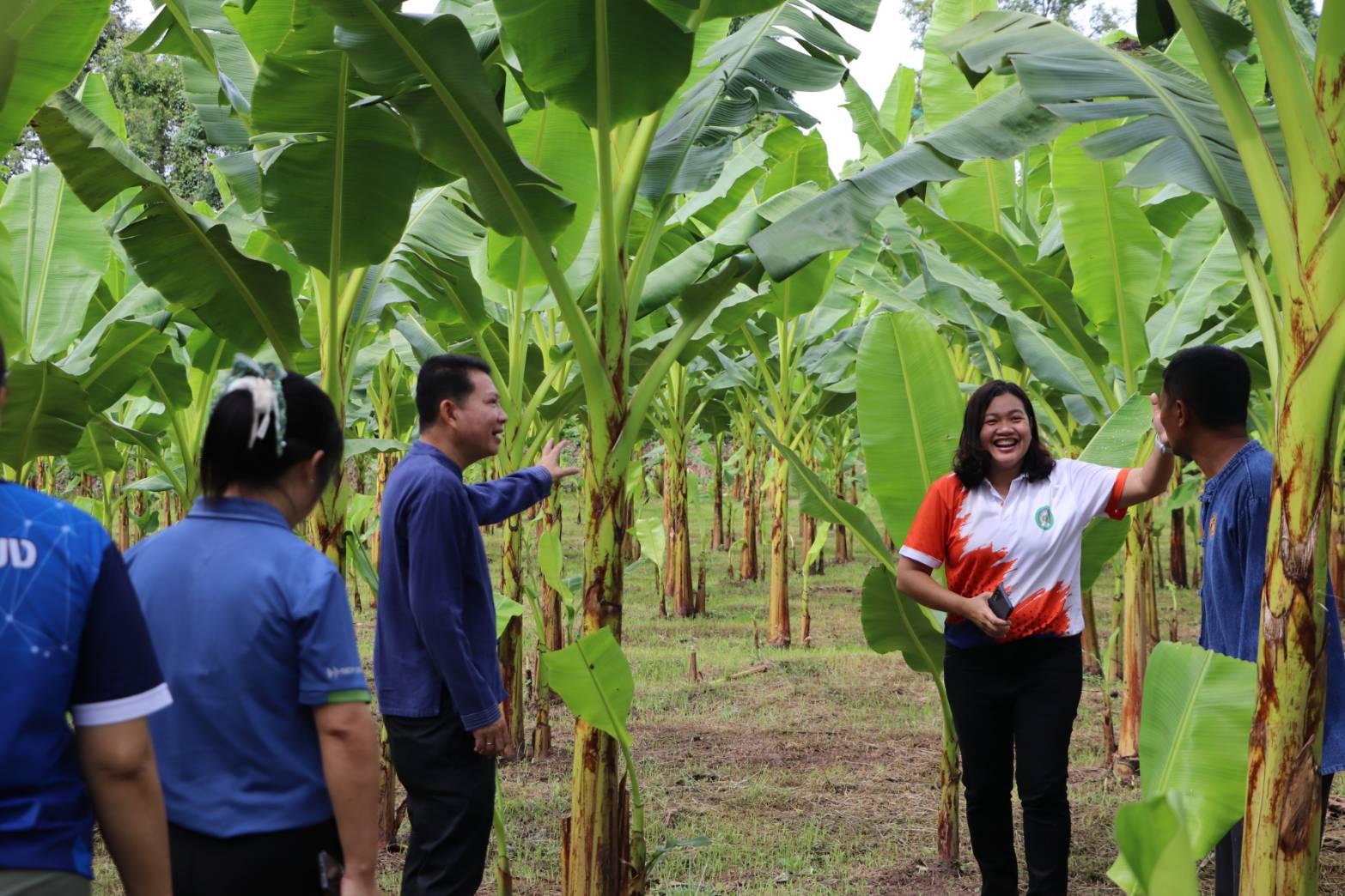 10. ชวนชิม ชวนช้อป กล้วยไข่ GI ของดีเมืองกำแพงเพชร ณ วิสาหกิจชุมชนเกษตรกล้วยไข่ ตำบลท่าพุทรา อำเภอคลองขลุง จังหวัดกำแพงเพชร วันที่ 15 สิงหาคม 2568