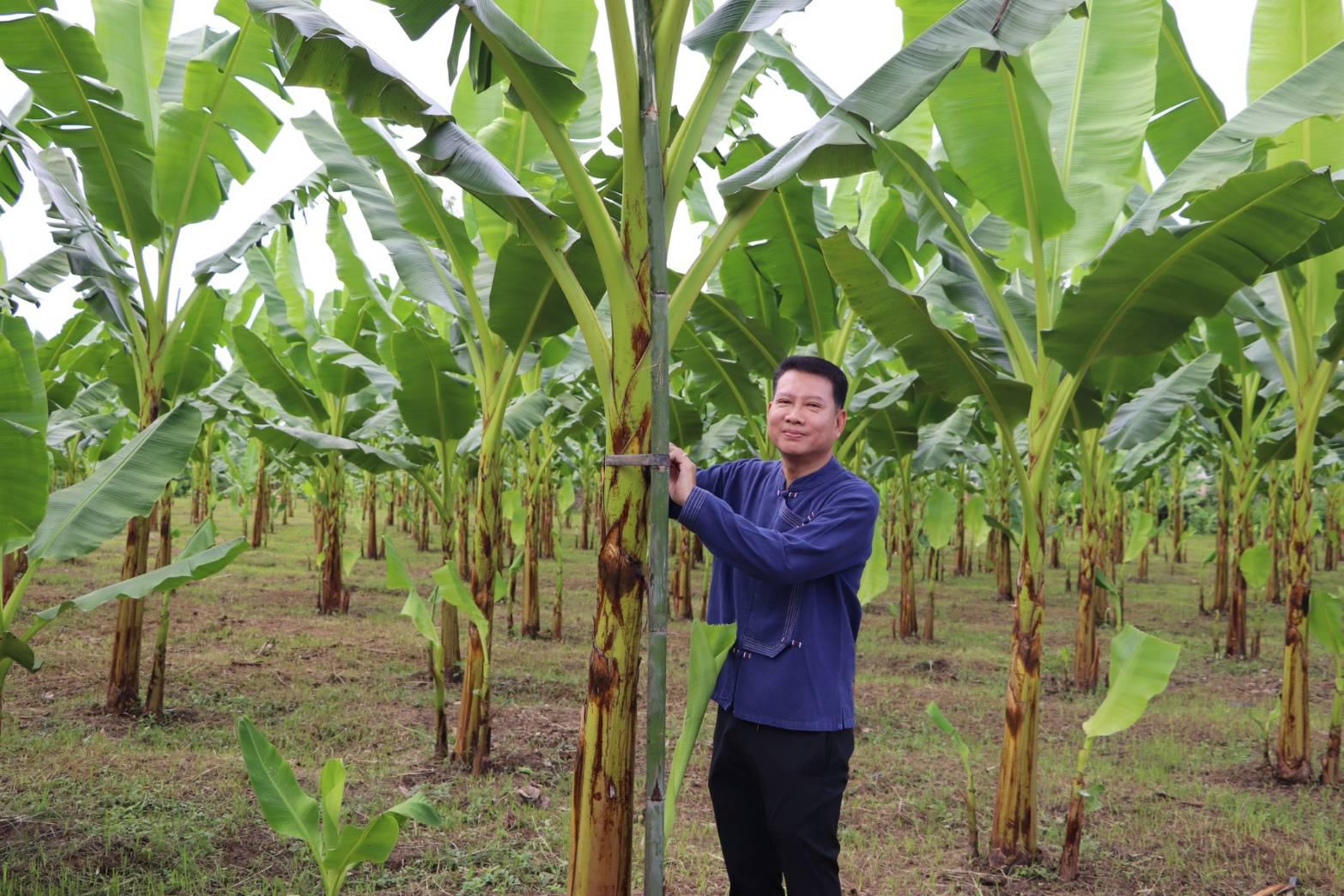 11. ชวนชิม ชวนช้อป กล้วยไข่ GI ของดีเมืองกำแพงเพชร ณ วิสาหกิจชุมชนเกษตรกล้วยไข่ ตำบลท่าพุทรา อำเภอคลองขลุง จังหวัดกำแพงเพชร วันที่ 15 สิงหาคม 2568