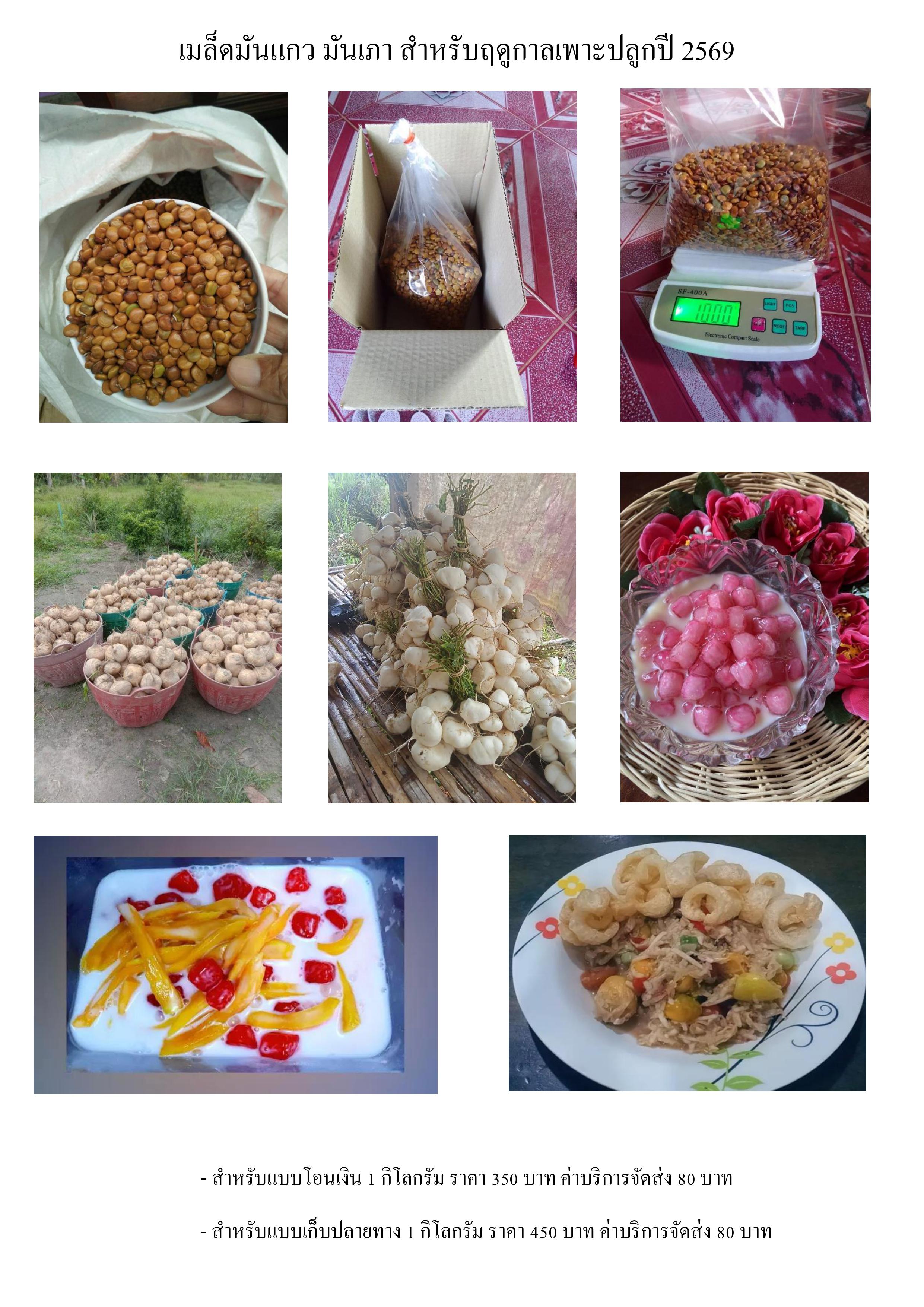 เมล็ดมันแกว มันเภา สำหรับฤดูกาลเพาะปลูกปี 2569