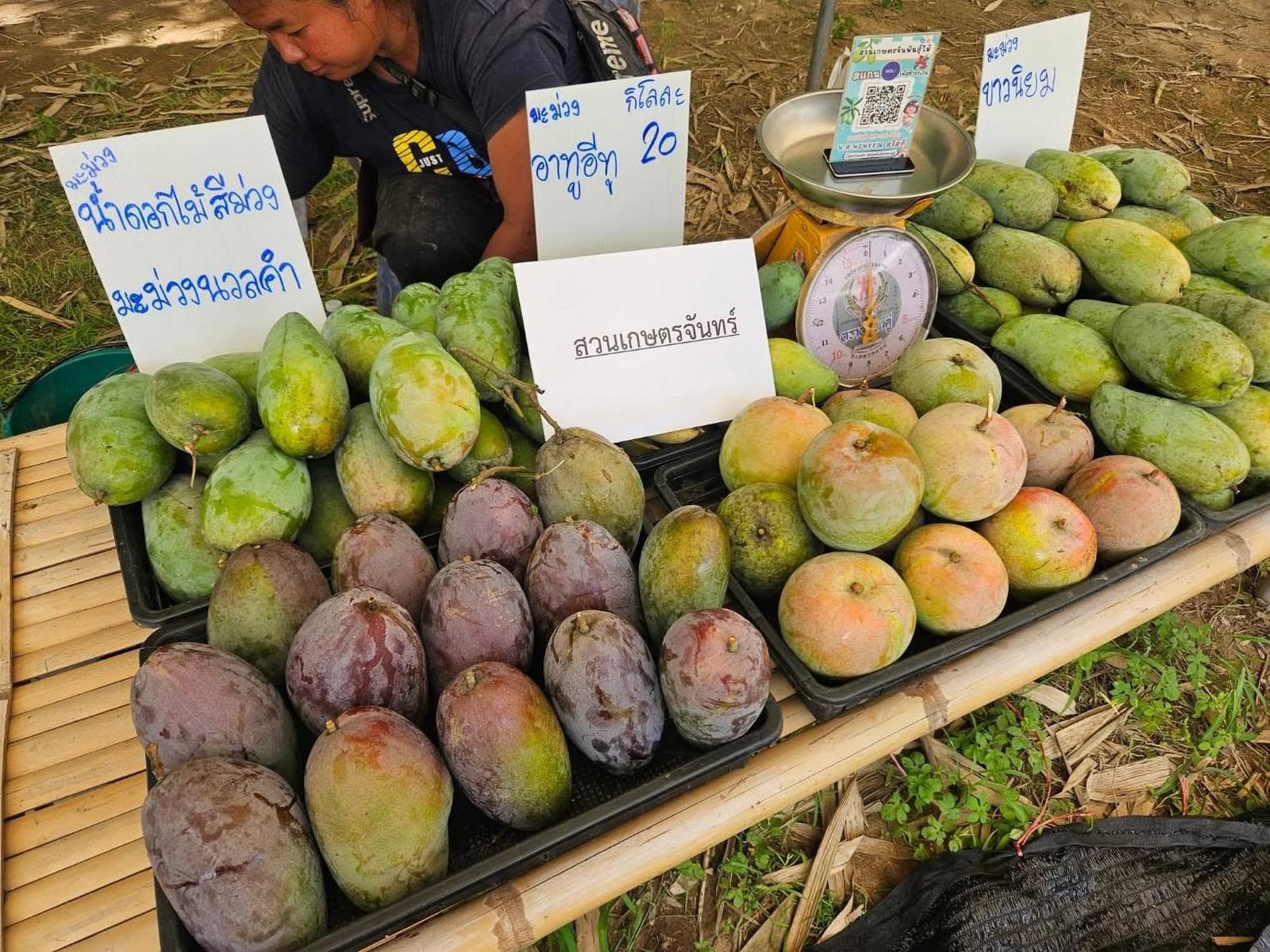 12. งานประเพณี “เสน่ห์ท่าพุทรา มหัศจรรย์ผลไม้ปรึกมะกรูด ประจำปี 2569” วันที่ 31 พฤษภาคม 2569