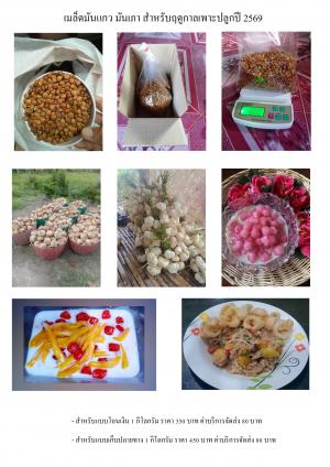 1. เมล็ดมันแกว มันเภา สำหรับฤดูกาลเพาะปลูกปี 2569